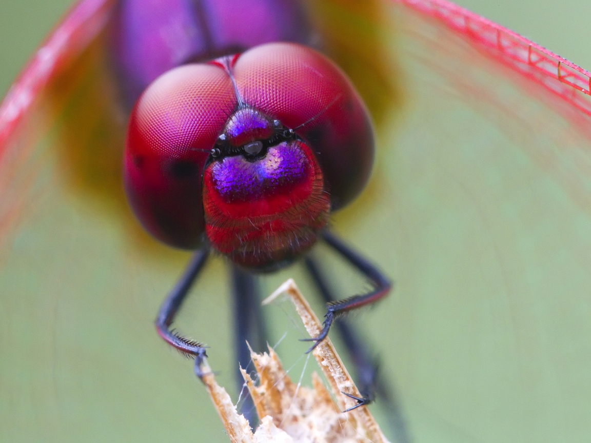 Odonata for 1152 x 864 resolution