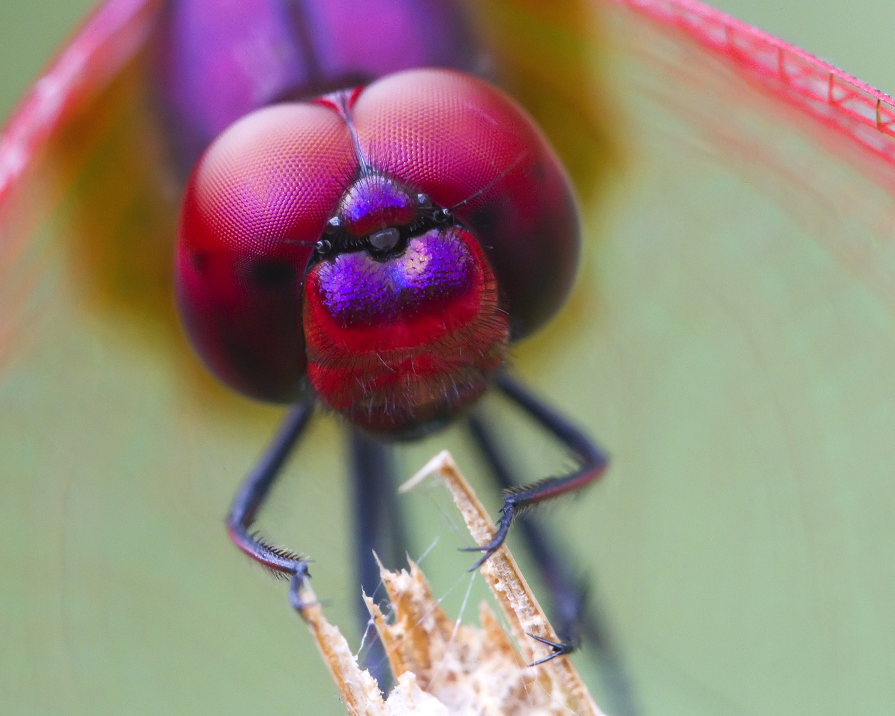 Odonata for 1280 x 1024 resolution