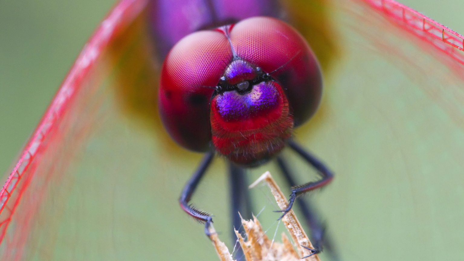 Odonata for 1536 x 864 HDTV resolution