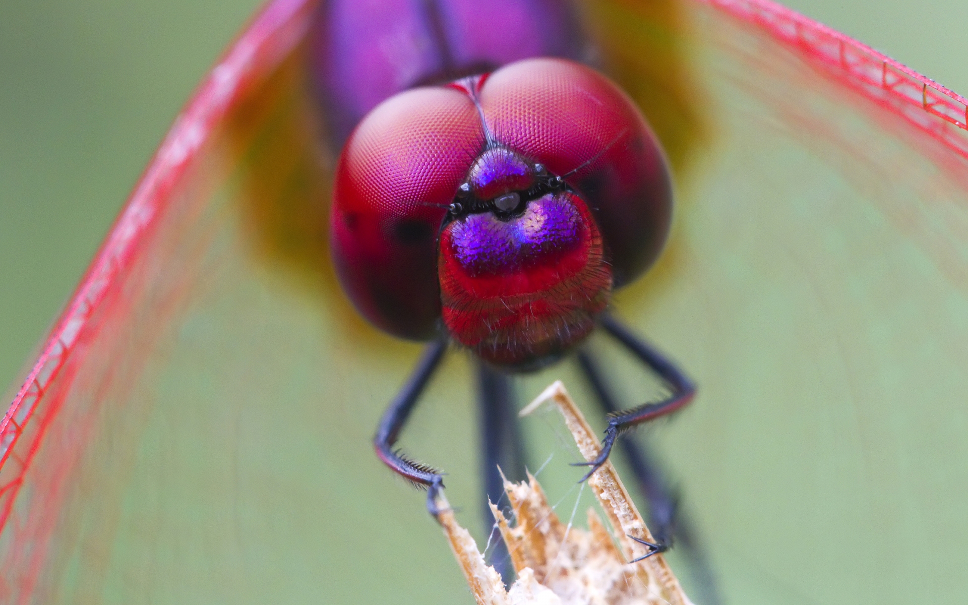 Odonata for 1920 x 1200 widescreen resolution