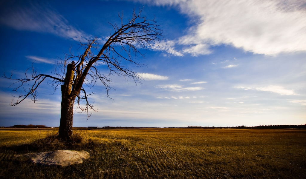 Old and lonely tree for 1024 x 600 widescreen resolution