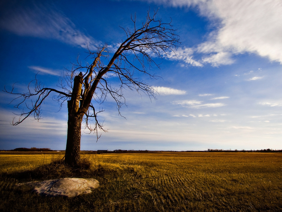 Old and lonely tree for 1152 x 864 resolution