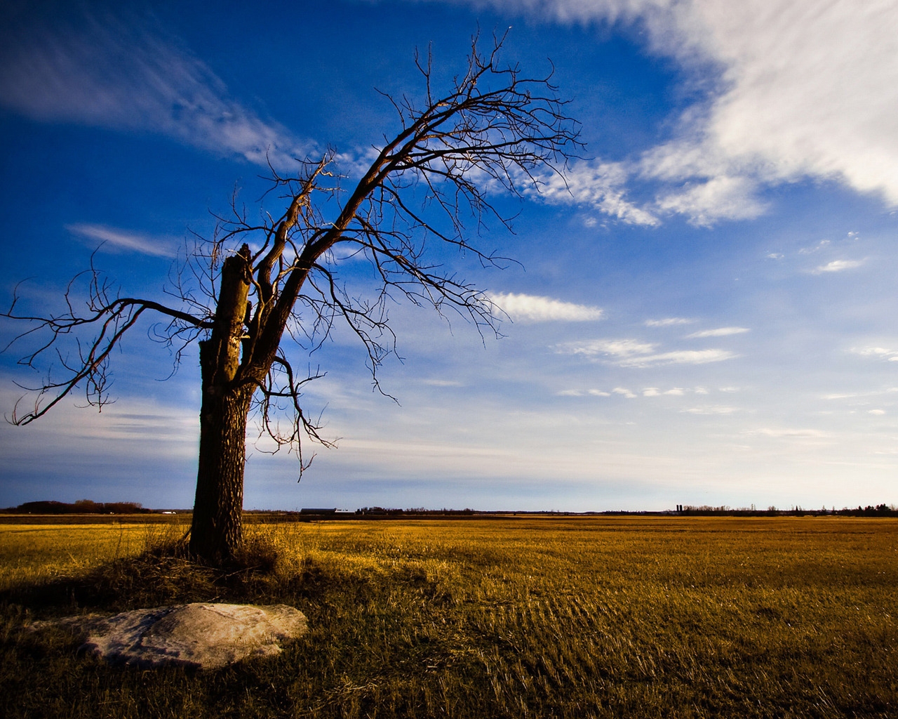 Old and lonely tree for 1280 x 1024 resolution