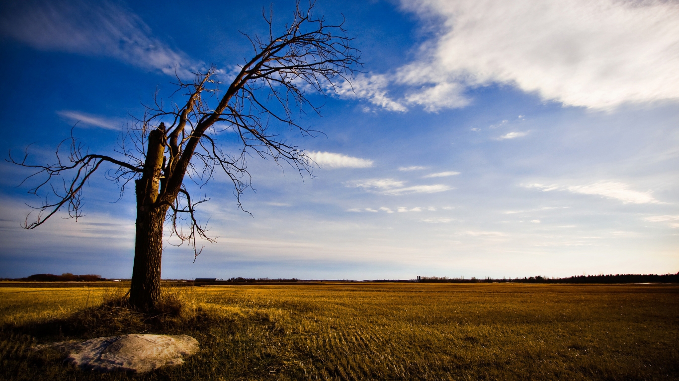 Old and lonely tree for 1366 x 768 HDTV resolution