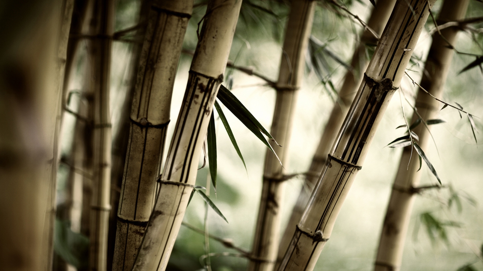 Old Bambus for 1600 x 900 HDTV resolution