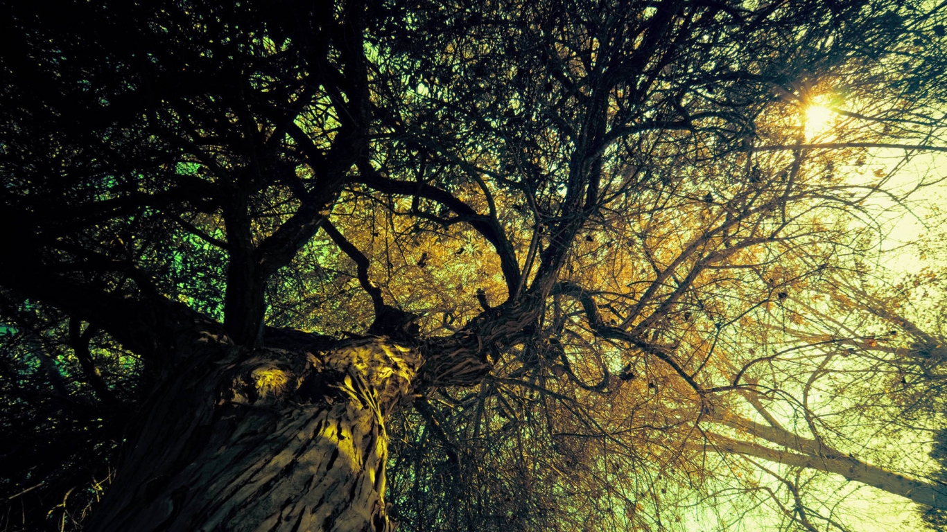 Old tree for 1366 x 768 HDTV resolution