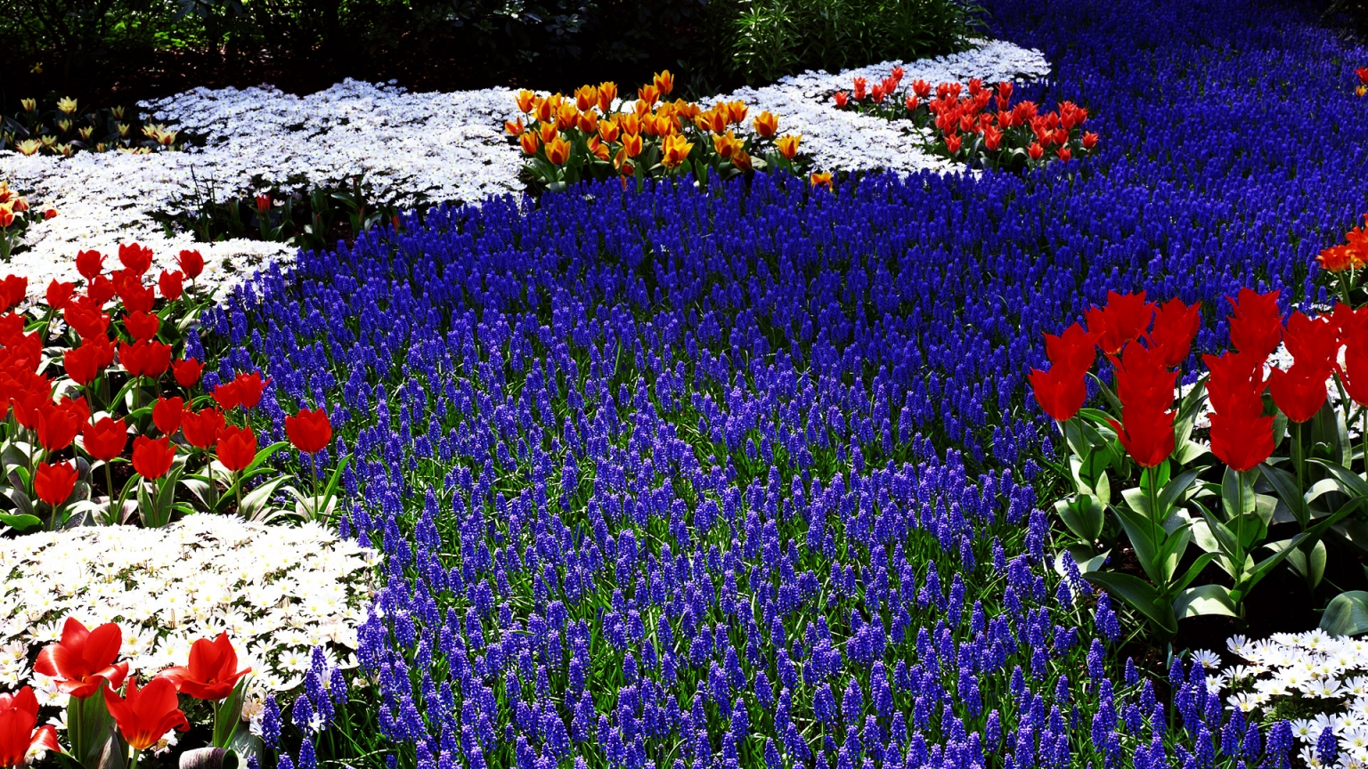 Only Flowers for 1536 x 864 HDTV resolution