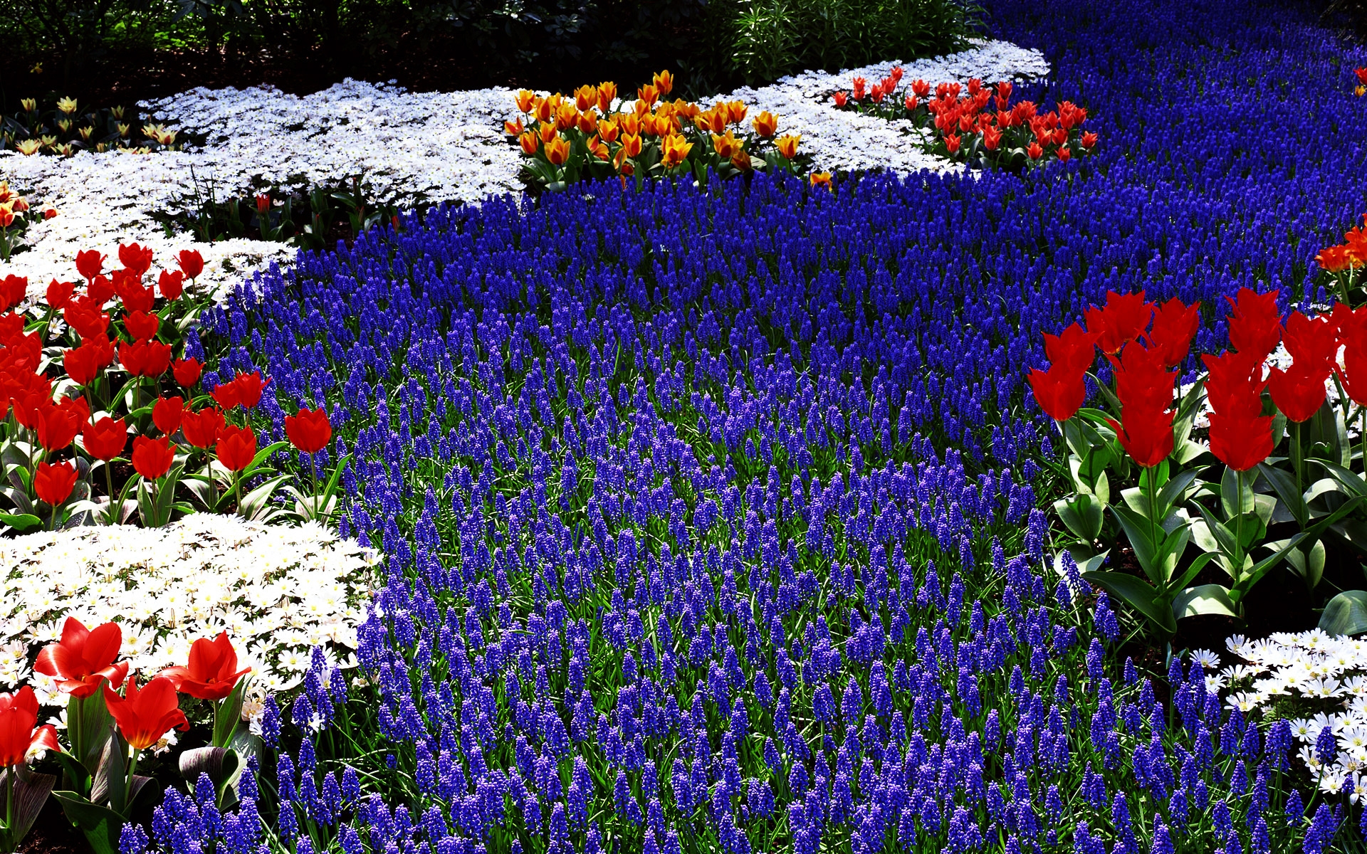 Only Flowers for 1920 x 1200 widescreen resolution