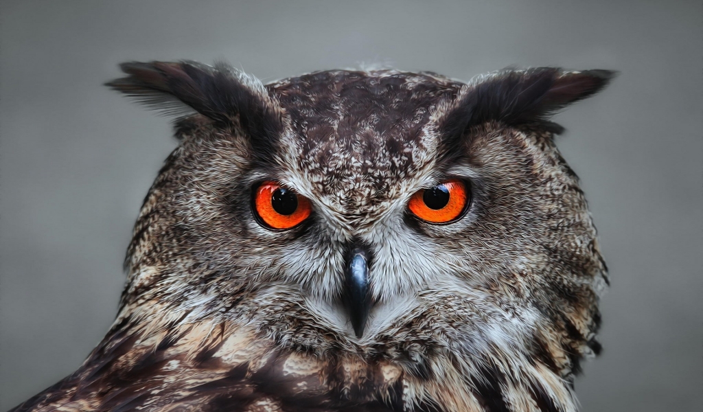 Orange Eyed Owl for 1024 x 600 widescreen resolution