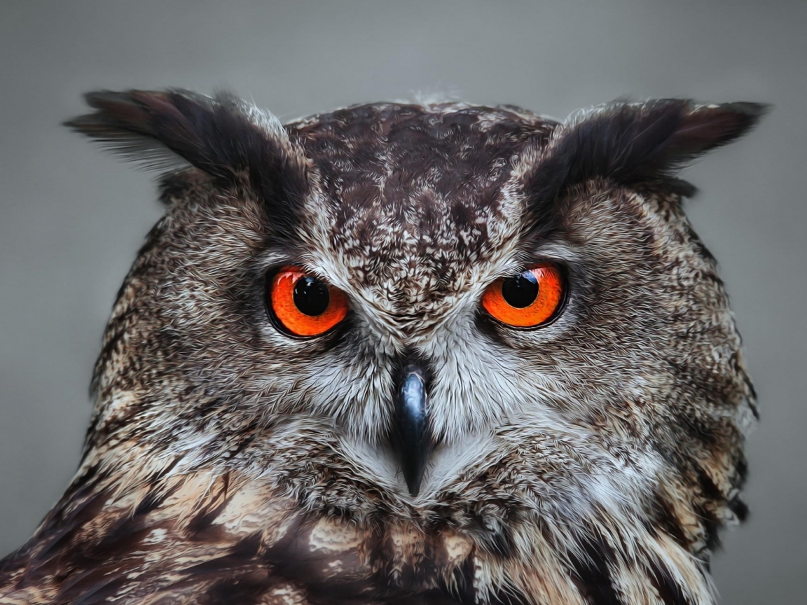 Orange Eyed Owl for 1152 x 864 resolution