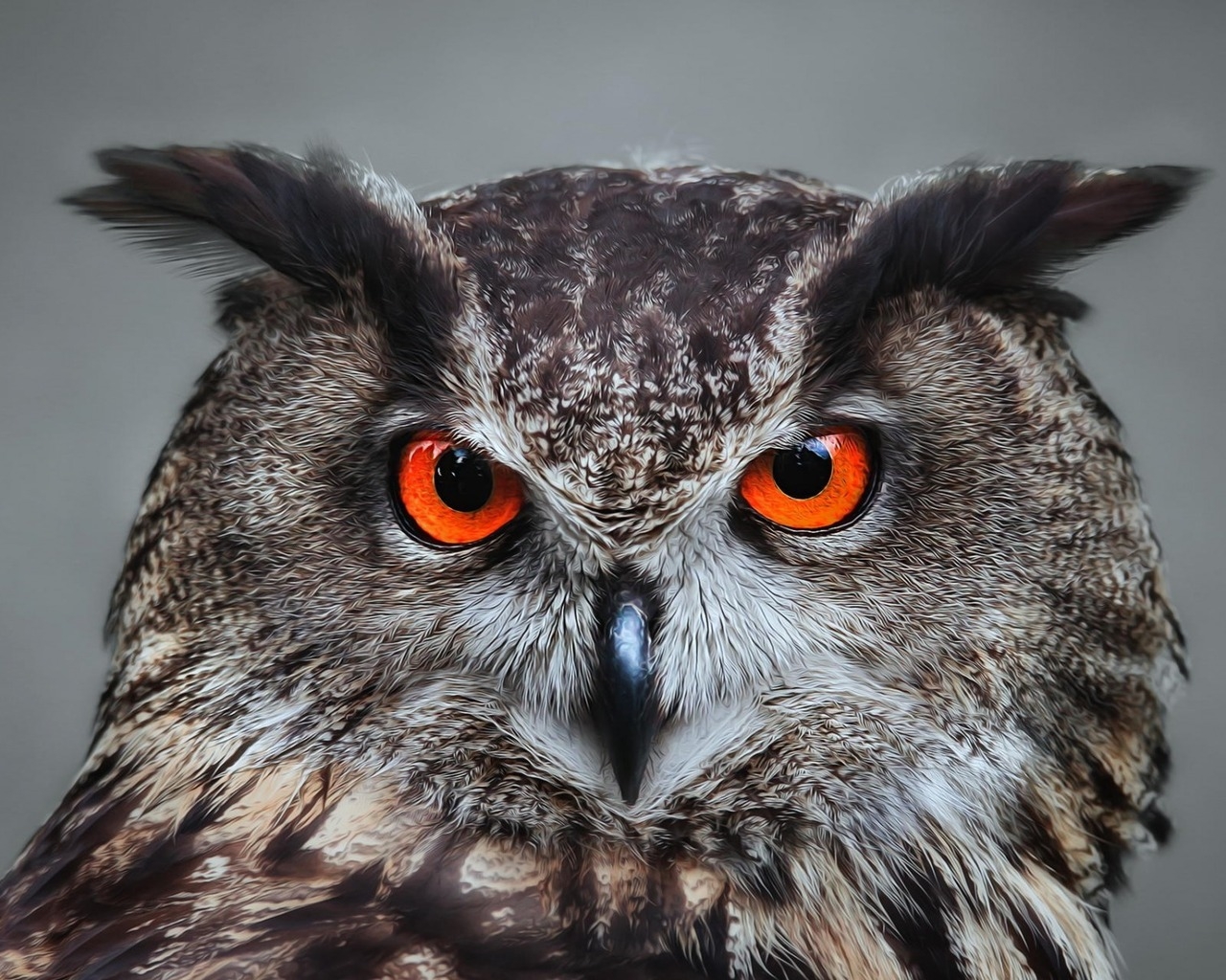 Orange Eyed Owl for 1280 x 1024 resolution
