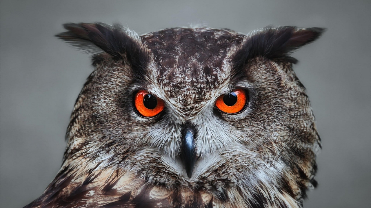 Orange Eyed Owl for 1280 x 720 HDTV 720p resolution