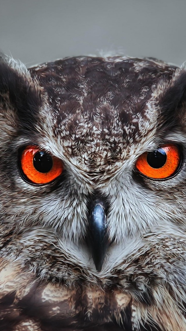 Orange Eyed Owl for 640 x 1136 iPhone 5 resolution