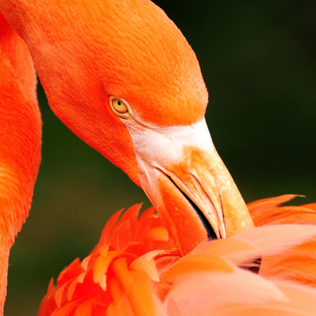 Orange Flamingo for 1024 x 1024 iPad resolution