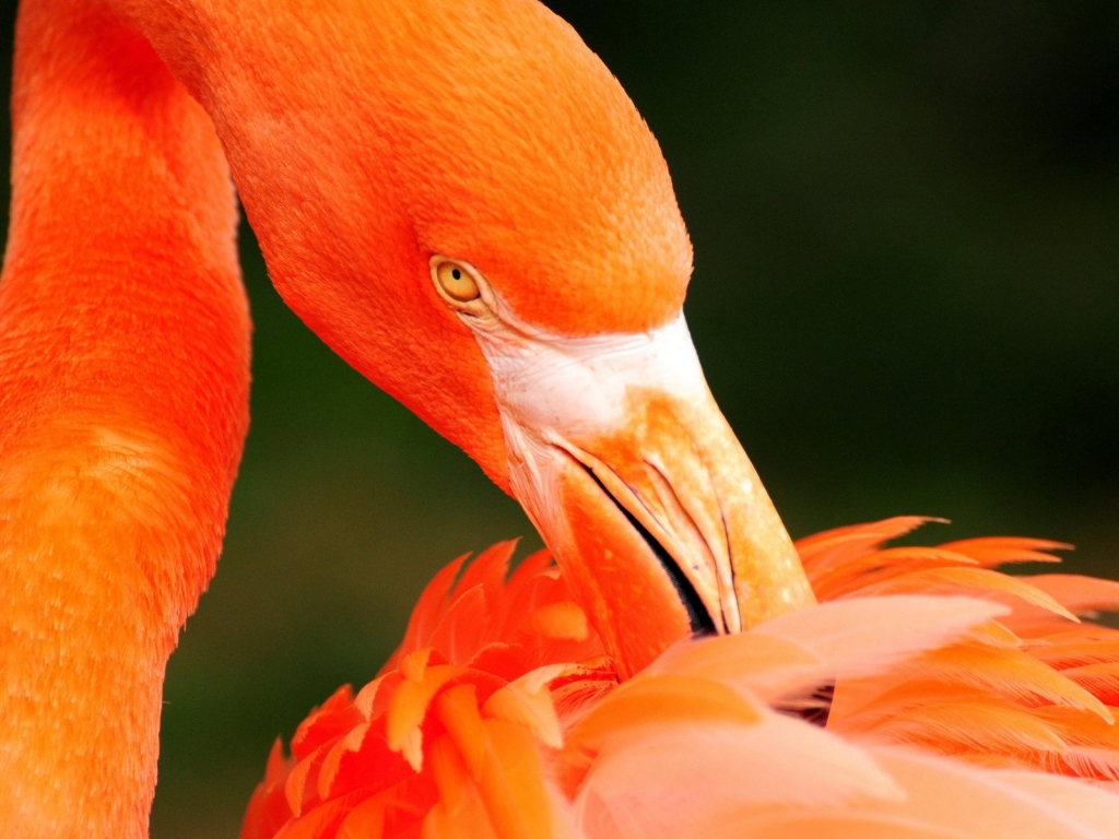 Orange Flamingo for 1024 x 768 resolution