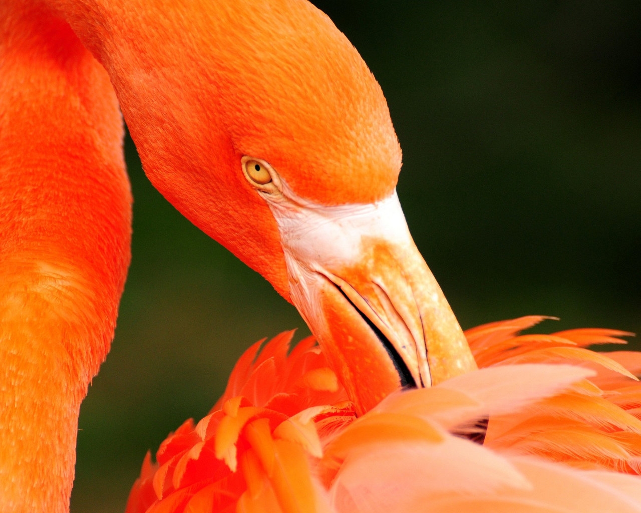 Orange Flamingo for 1280 x 1024 resolution