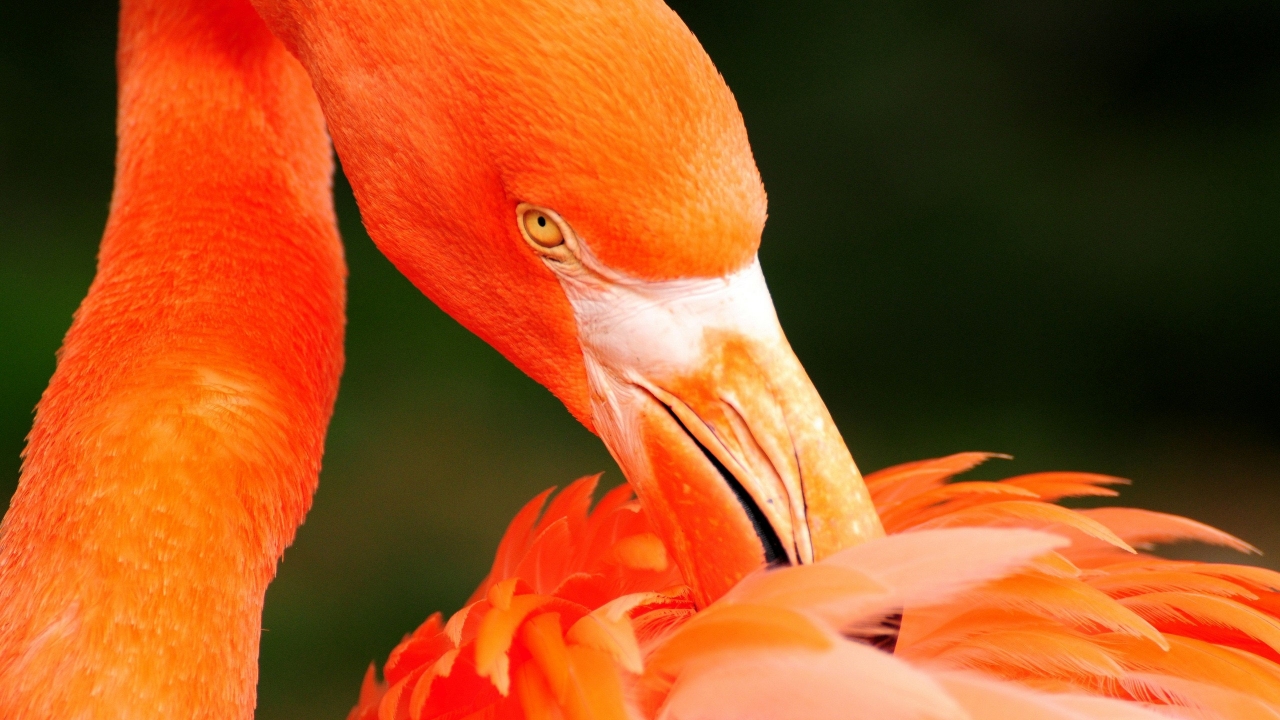 Orange Flamingo for 1280 x 720 HDTV 720p resolution