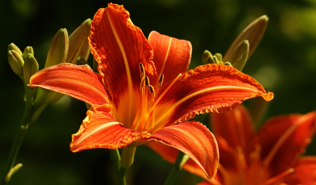 Orange Lily for 1024 x 600 widescreen resolution