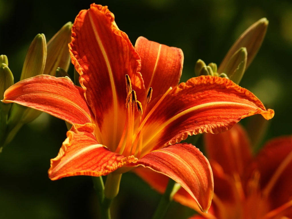 Orange Lily for 1024 x 768 resolution