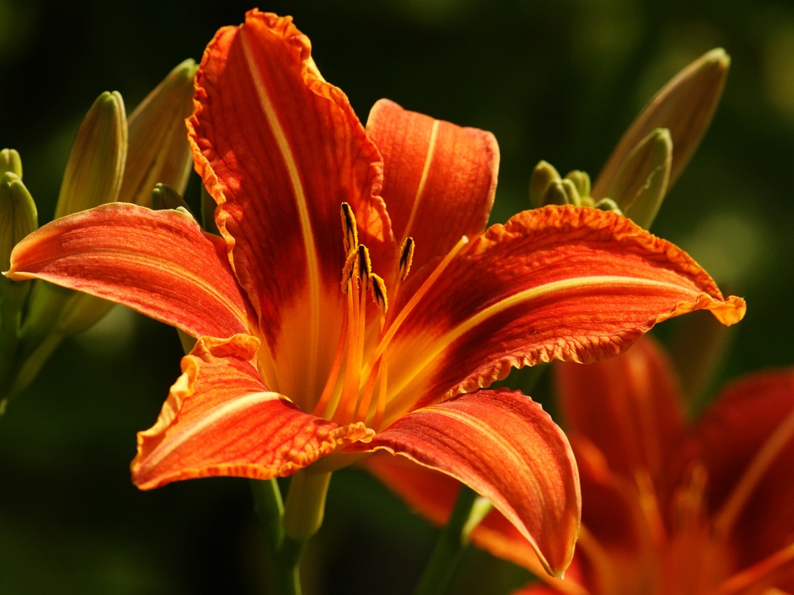 Orange Lily for 1152 x 864 resolution
