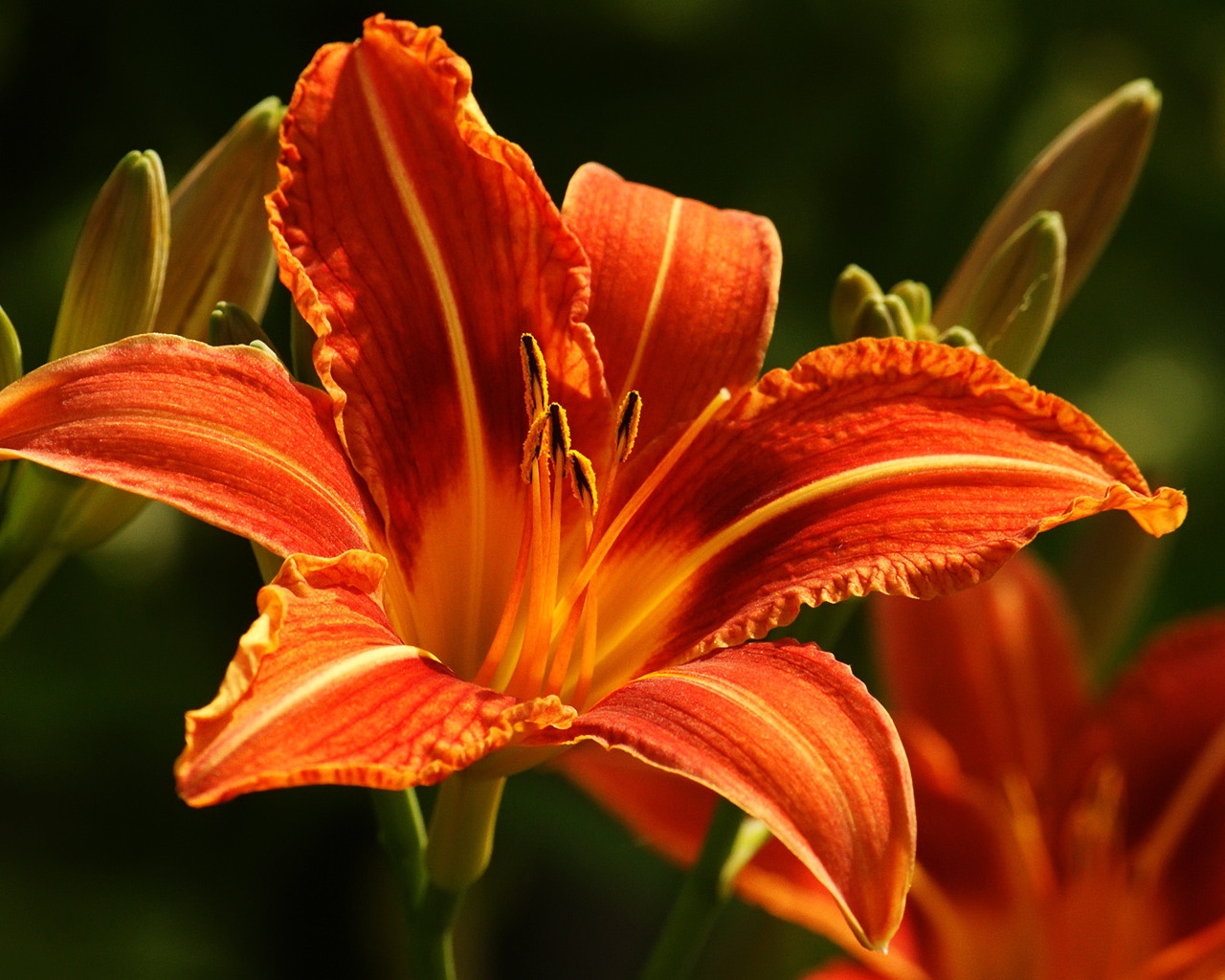 Orange Lily for 1280 x 1024 resolution