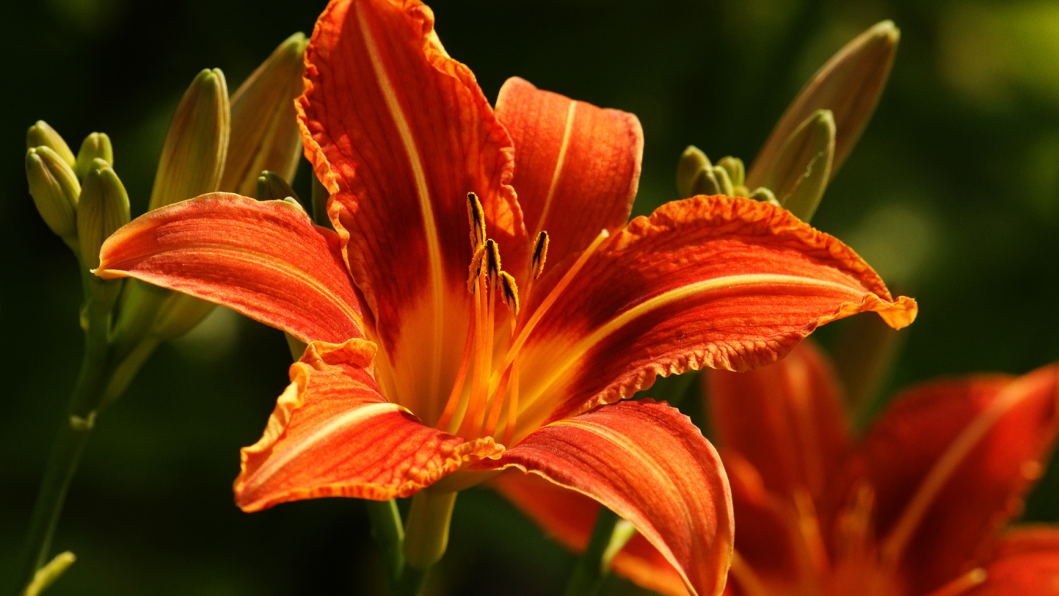 Orange Lily for 1536 x 864 HDTV resolution