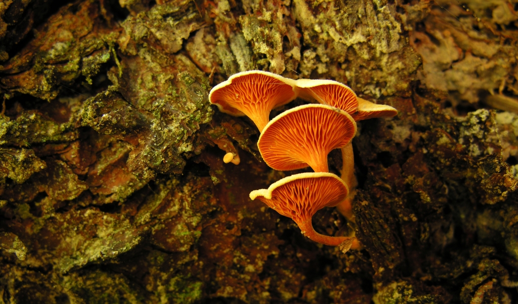Orange mushrooms for 1024 x 600 widescreen resolution