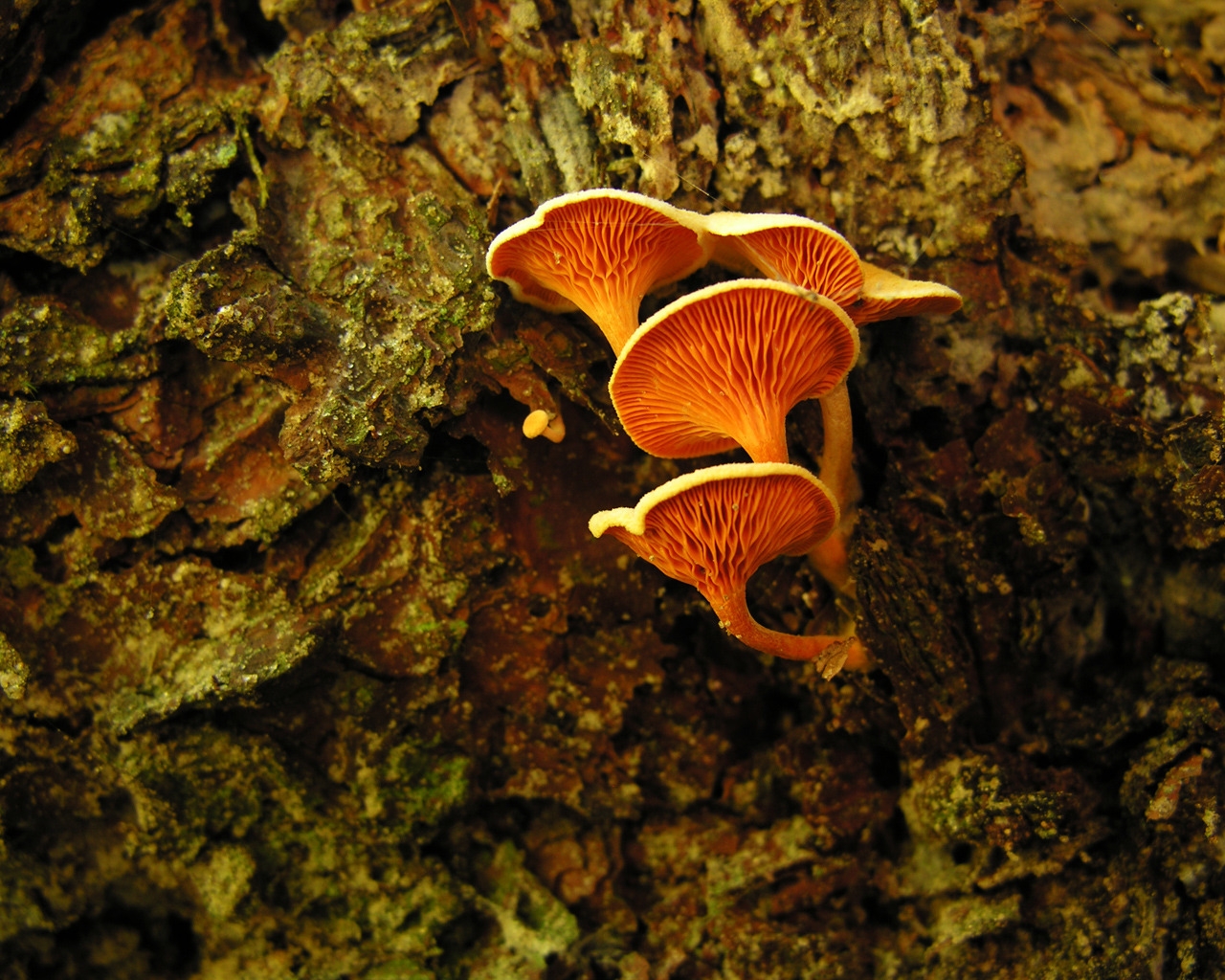 Orange mushrooms for 1280 x 1024 resolution