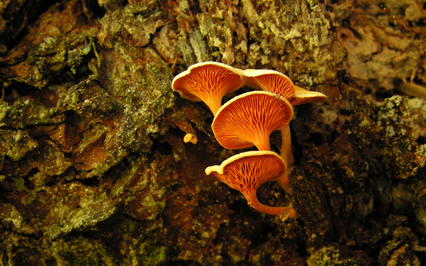 Orange mushrooms for 1440 x 900 widescreen resolution