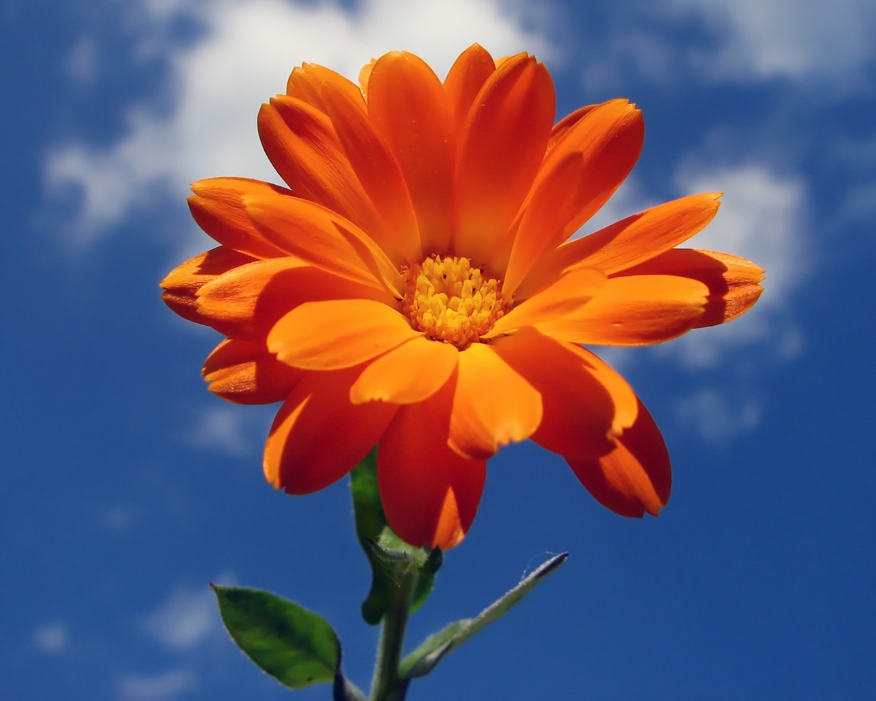 Orange Nice Flower for 1280 x 1024 resolution