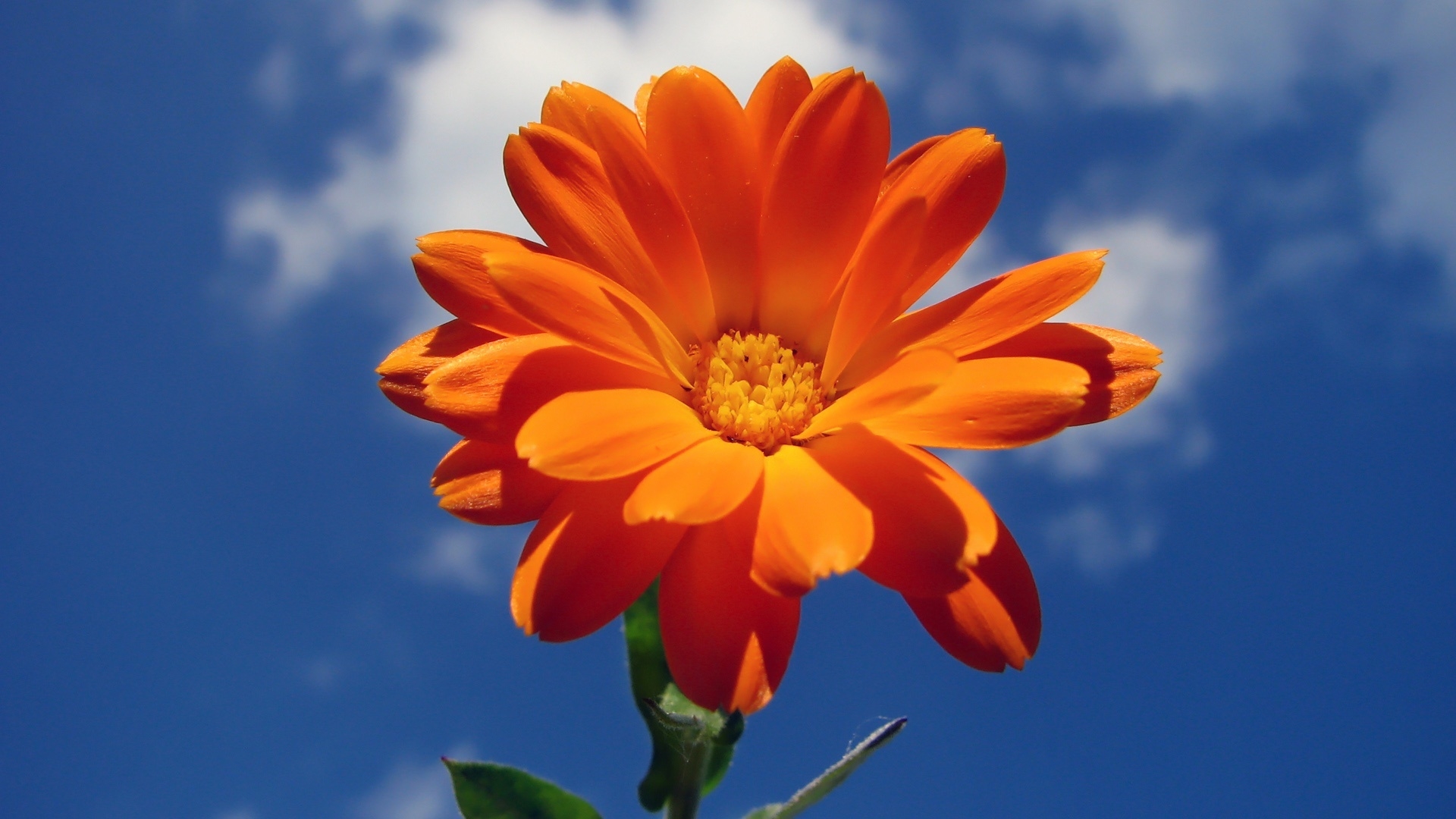 Orange Nice Flower for 1920 x 1080 HDTV 1080p resolution