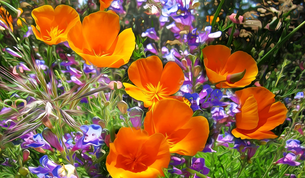 Orange Poppies  for 1024 x 600 widescreen resolution