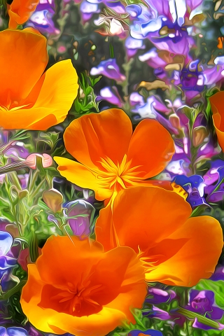 Orange Poppies  for 320 x 480 iPhone resolution