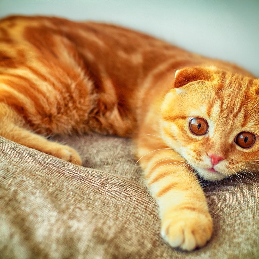 Orange Scottish Fold Cat for 1024 x 1024 iPad resolution