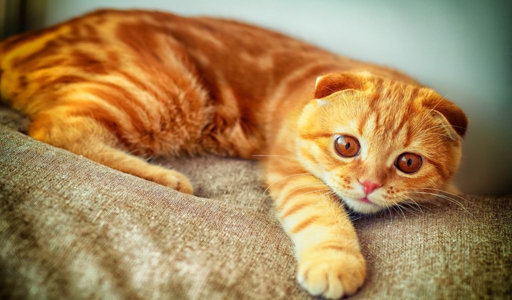 Orange Scottish Fold Cat for 1024 x 600 widescreen resolution