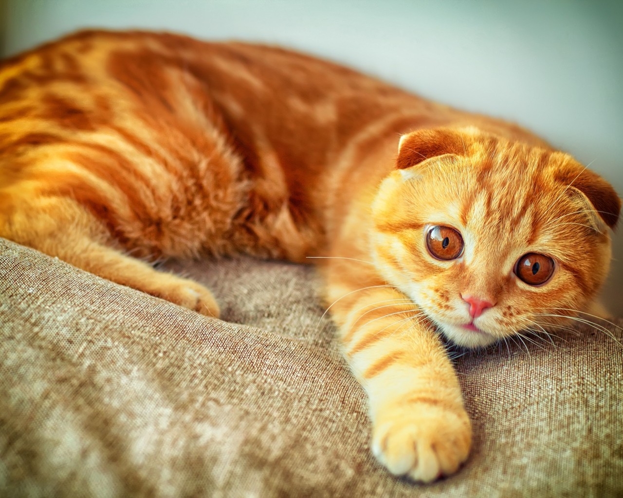 Orange Scottish Fold Cat for 1280 x 1024 resolution