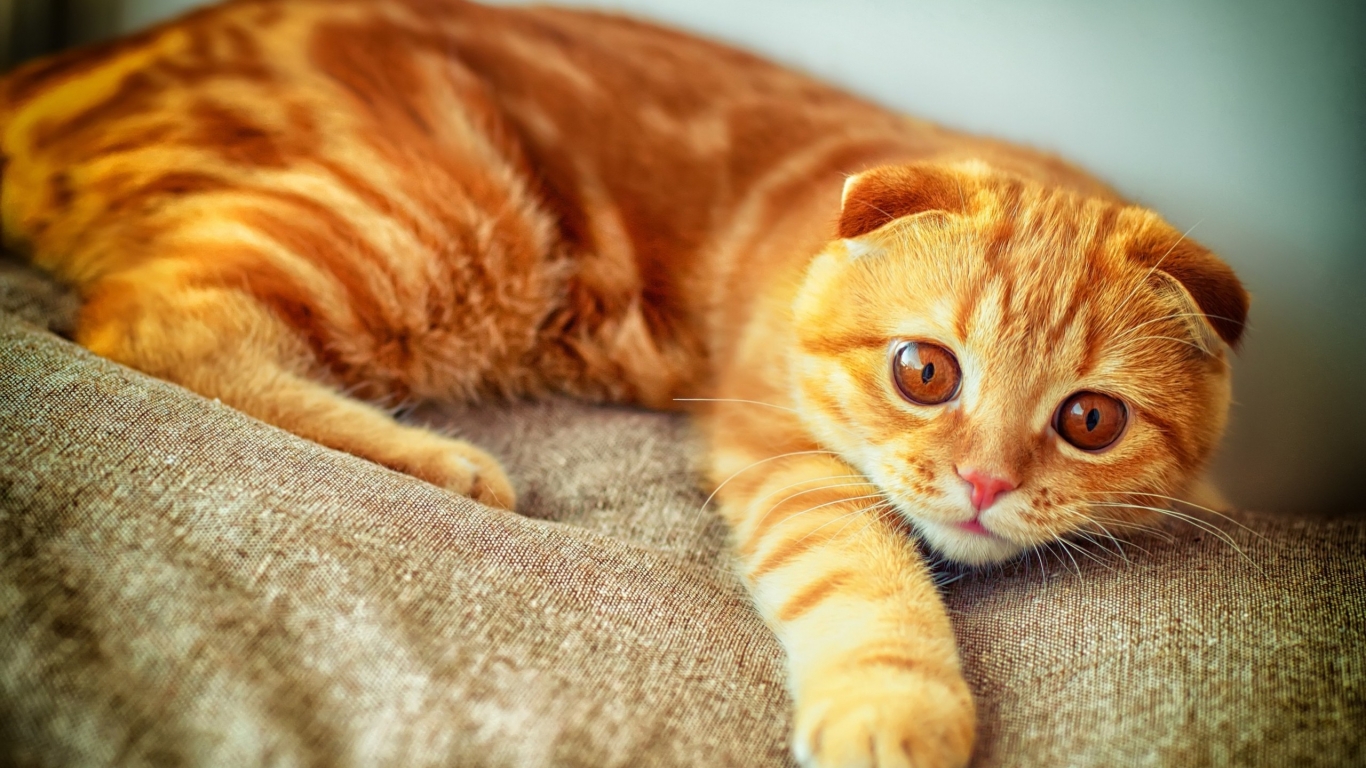 Orange Scottish Fold Cat for 1366 x 768 HDTV resolution