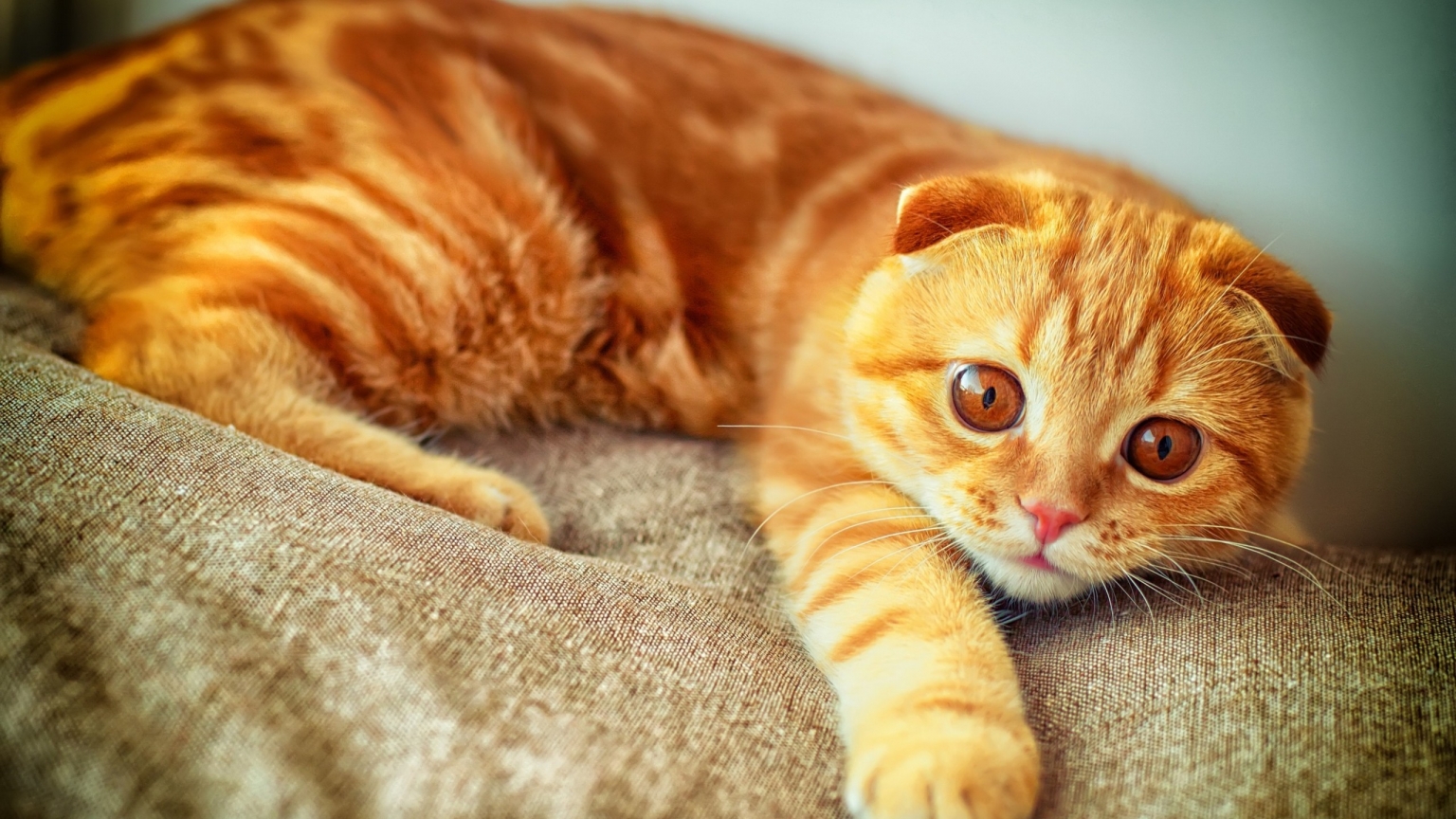 Orange Scottish Fold Cat for 1536 x 864 HDTV resolution
