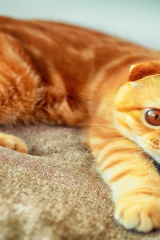 Orange Scottish Fold Cat for 320 x 480 iPhone resolution