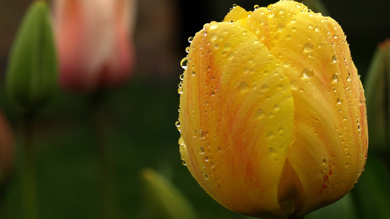 Orange Tulip Close Up for 1280 x 720 HDTV 720p resolution