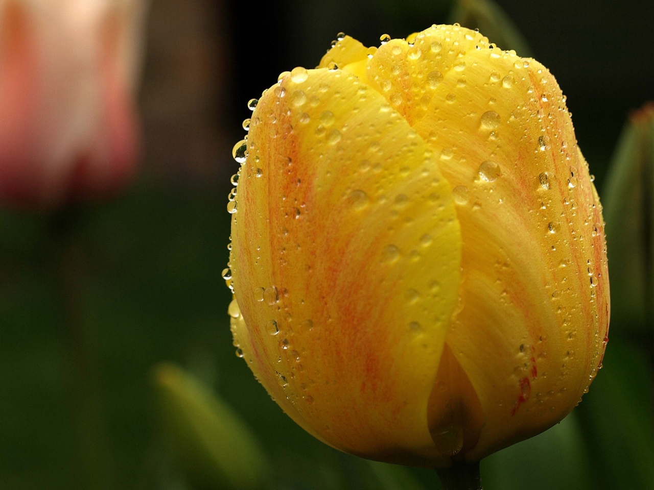 Orange Tulip Close Up for 1280 x 960 resolution