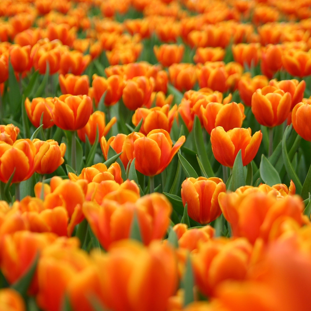 Orange Tulips for 1024 x 1024 iPad resolution
