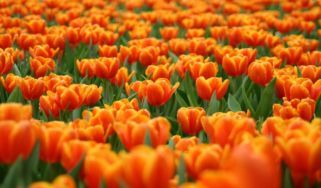 Orange Tulips for 1024 x 600 widescreen resolution