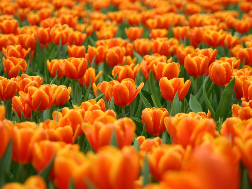 Orange Tulips for 1024 x 768 resolution