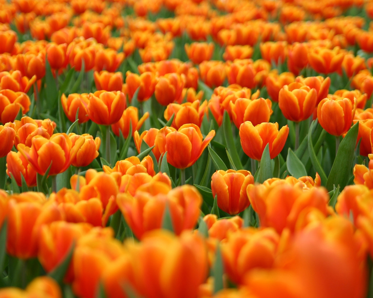Orange Tulips for 1280 x 1024 resolution