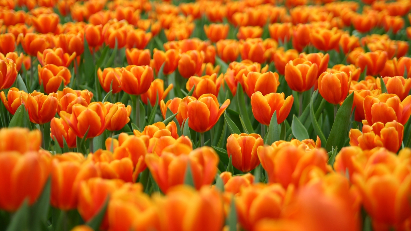 Orange Tulips for 1366 x 768 HDTV resolution