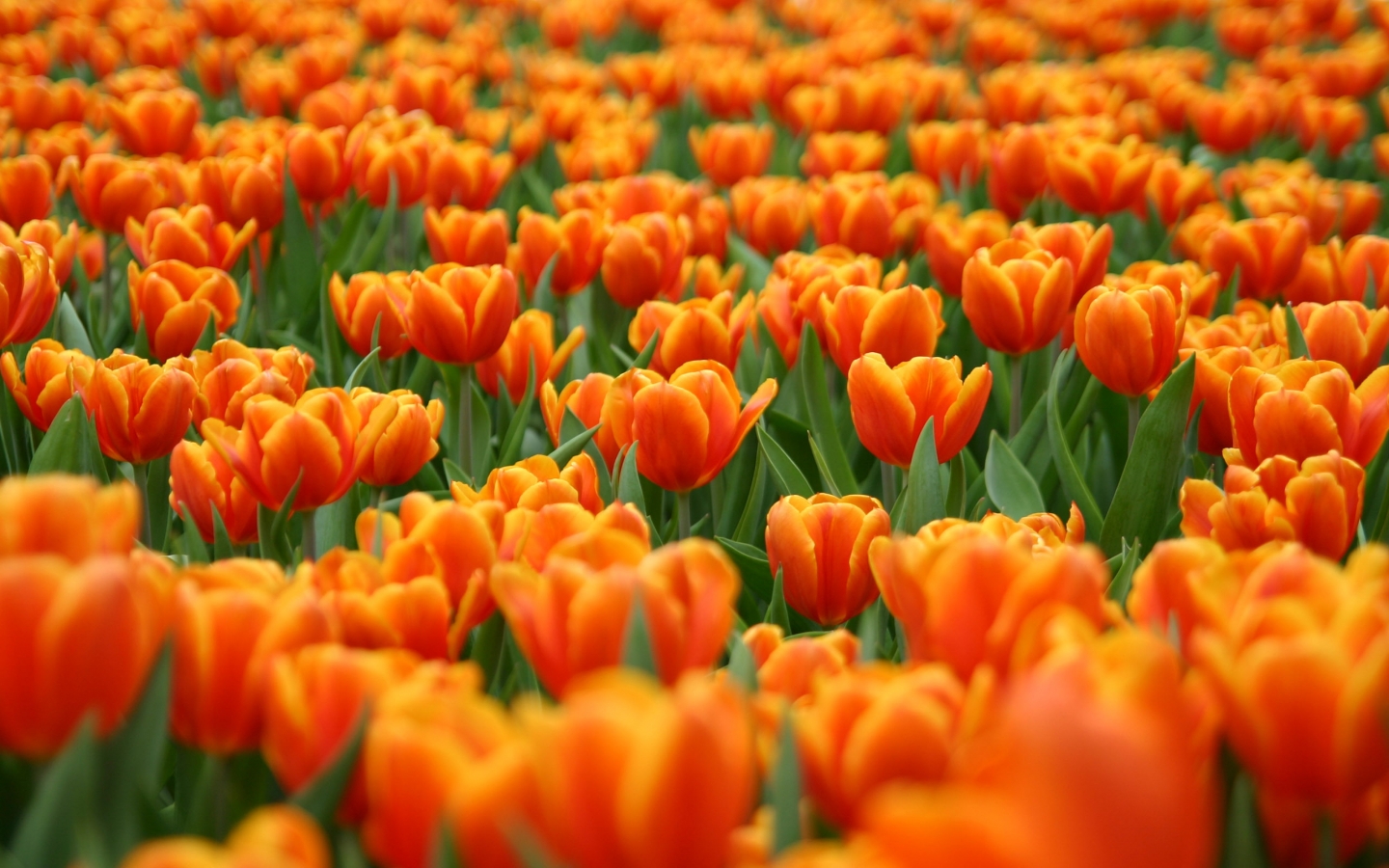 Orange Tulips for 1440 x 900 widescreen resolution