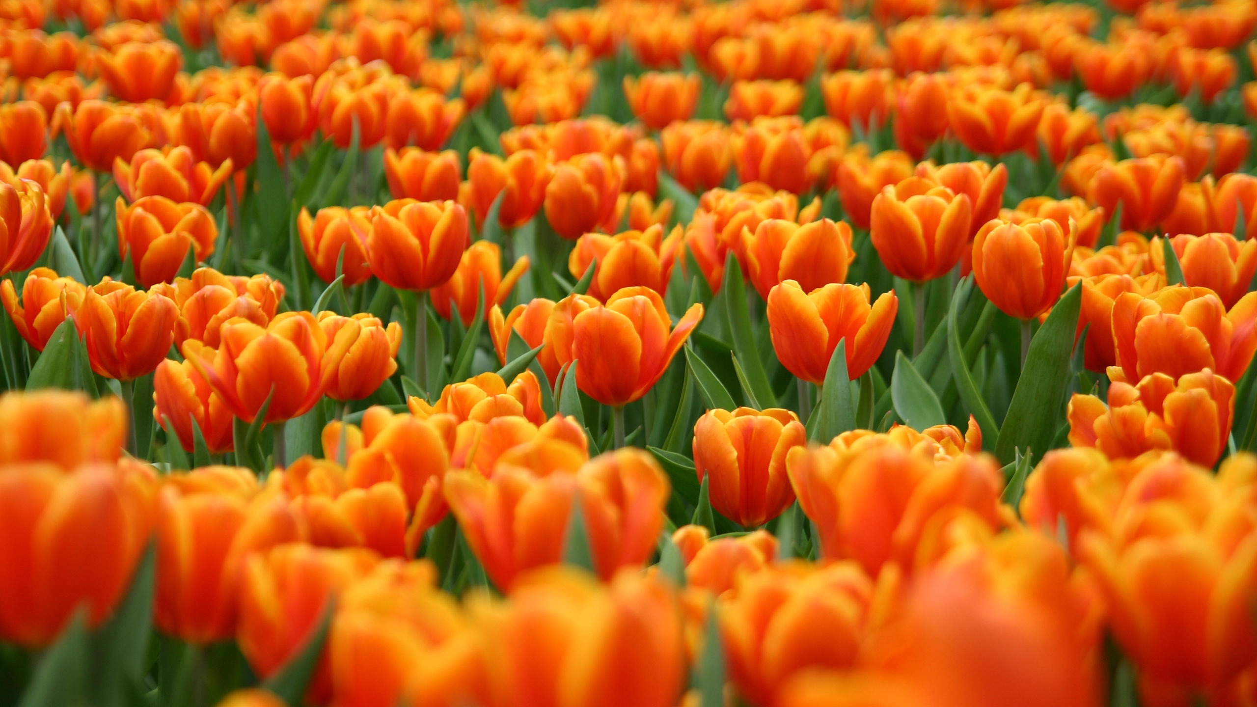 Orange Tulips for 2560x1440 HDTV resolution