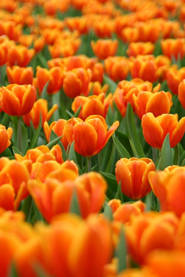 Orange Tulips for 640 x 960 iPhone 4 resolution