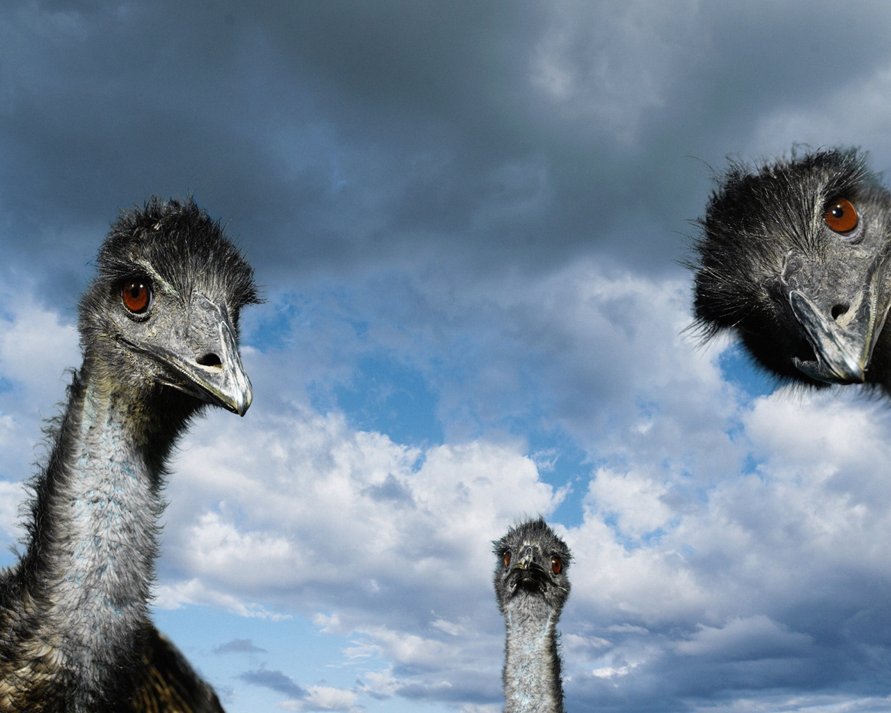 Ostrich for 1280 x 1024 resolution